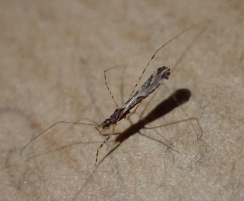 Réf. 201 815 : Empicoris sp.